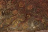 Polished, Jurassic Petrified Tree Fern (Osmunda) Slab - Australia #185176-1